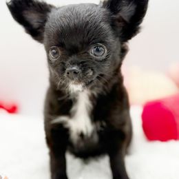 Greta - Black and white female Chihuahua puppy in Lee Center, New York from Alfheim-Andromeda Chihuahua's (A &A's)