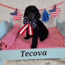 Tecova - Black male Poodle puppy in Poplar Bluff, Missouri from Jazzy's Standards poodles