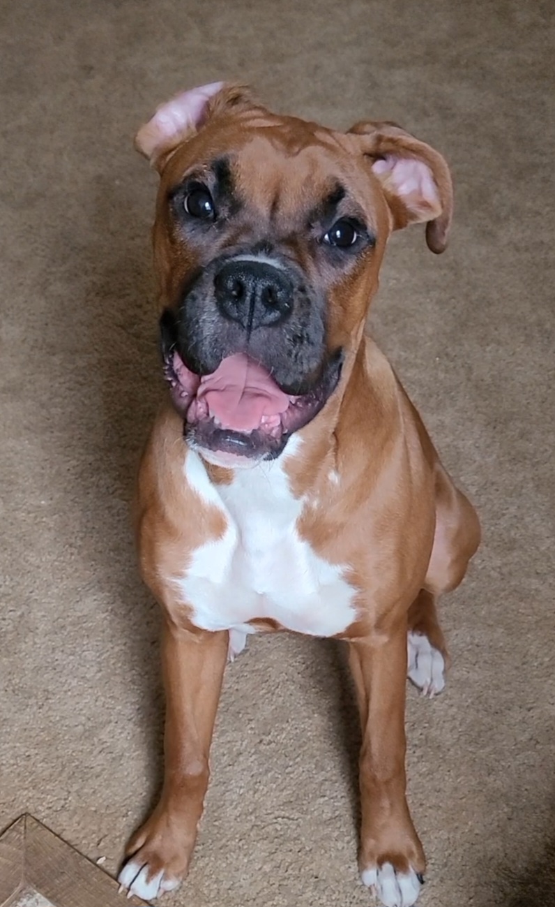 Boxers from BleuSkye Kennels