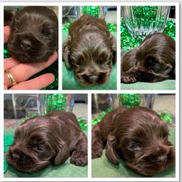 Cocker Spaniel Puppies from Richards' Cocker Kennel