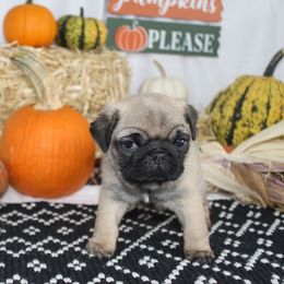 Ilona - Fawn female Pug puppy in Tuscola, Illinois from Dream on puppies