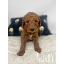 Henry - Red  male Goldendoodle puppy in Smithfield, Kentucky from KBK9 Kennels