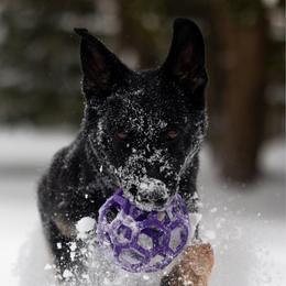 Cobra - Bi-color female German Shepherd puppy in Prospect, Connecticut from Di Massimo Canile