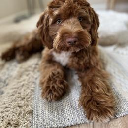 The Great Gatsby - Goldendoodle