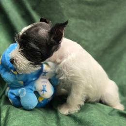 Harvey - Parti male Miniature Schnauzer puppy in Lebanon, Missouri from Sassy's Classy Canines