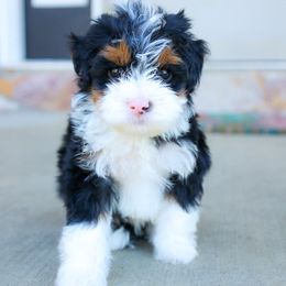 Aussiedoodle and Bernedoodle Puppies from Spring Mountain Doodles