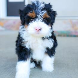 Aussiedoodle and Bernedoodle Puppies from Spring Mountain Doodles