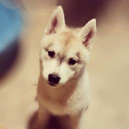Siberian Husky Puppies from Tevana Siberians LLC