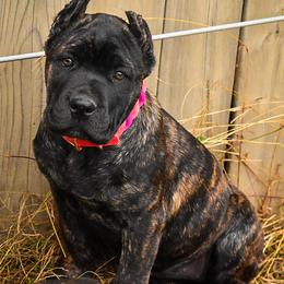 Cane Corso Puppies from Willow Creek Cane Corsos