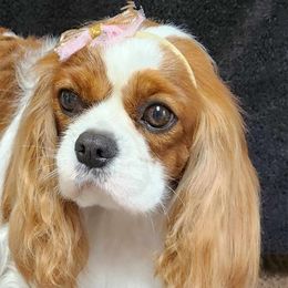 Fizzy Pop - Cavalier King Charles Spaniel