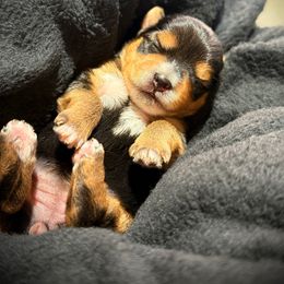 Girl 1 - Black and tan female Yorkshire Terrier puppy in Summit, South Carolina from Southern Pine Labradors