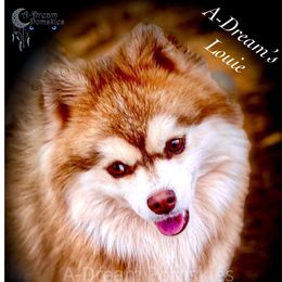Louie - Pomsky