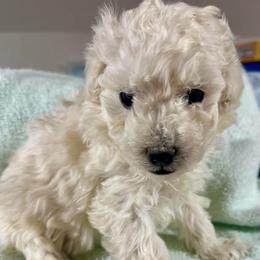 White boy - White male Poodle puppy in Rockvale, Tennessee from Cosmic Chinese Cresteds & Wind-Echo Poodles