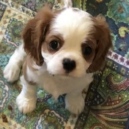 Horton - Blenheim male Cavalier King Charles Spaniel puppy in Gilbert, Arizona from Mayflowers Cavalier Spaniels