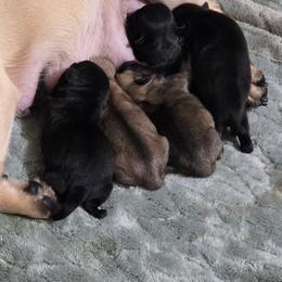 Fawn Male - Fawn male Pug puppy in Olin, North Carolina from Piggy Pugs