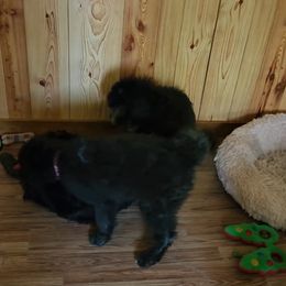 Goldendoodle Puppies from Country Pups Doodles