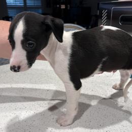Whippet puppies from PyneTree Whippets