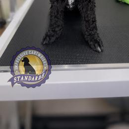 Poodle Puppies from Impressive Cartwright Standards