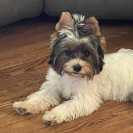 Rosie - Biewer Terrier