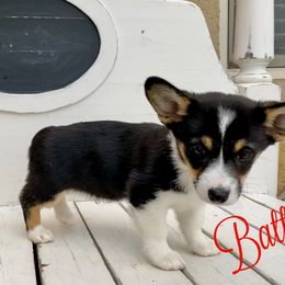 Pembroke Welsh Corgi Puppies from Davies Ranch Pembroke Welsh Corgis