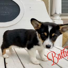 Pembroke Welsh Corgi Puppies from Davies Ranch Pembroke Welsh Corgis