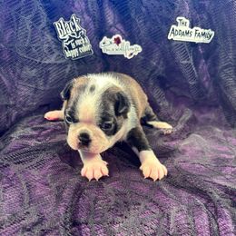 GRANDMAMA - Black brindle and white female Boston Terrier puppy in Anderson, South Carolina from Lola’s House of Bostons & Rescue