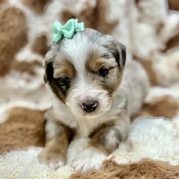 Teal collar - Blue merle female Miniature Australian Shepherd puppy in 32046, Florida from River Hill Ranch