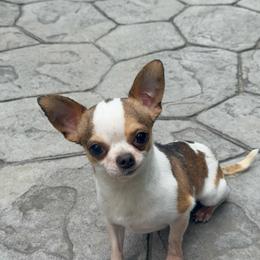 Bambi - Chihuahua
