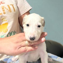 Girl 1 - White female Borzoi puppy in Marysville, California from Justart Borzoi