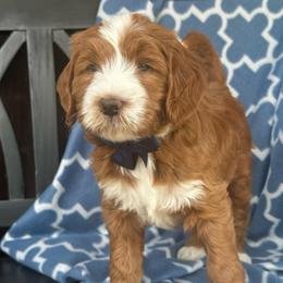 Boy 3 - Red  male Goldendoodle puppy in Florence, South Carolina from Candy Doodles