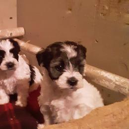 Miniature Schnauzer and Whippet Puppies from Saving Grace