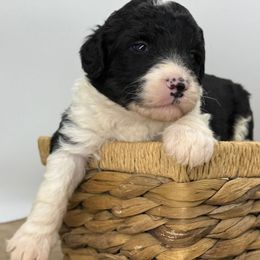 Donner - Black and white male Sheepadoodle puppy in Greeneville, Tennessee from Smokey Mountain Sheepadoodles