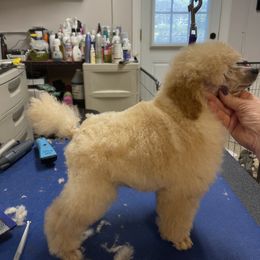 Poodle Puppies from Zoelle Poodles