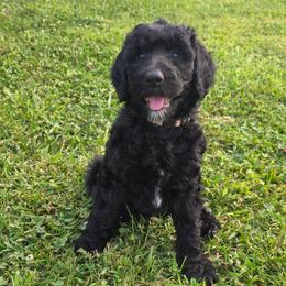 Princess Peach - Black and white female Sheepadoodle puppy in Owensville, Missouri from Oak Valley Kennels