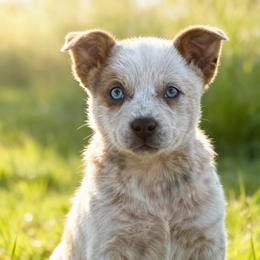 SPARKLE, sable slate blue eyed boy - Red speckled male Australian Cattle Dog puppy in Kalispell, Montana from BTR Australian Cattle Dogs