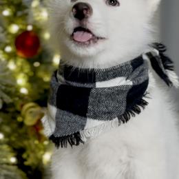Siberian Husky Puppies from Snowy Siberians