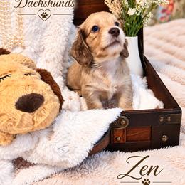 Zen - Cream male Dachshund puppy in Statesville, North Carolina from Lakeside Dachshunds