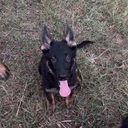 Dori - Black and tan female German Shepherd puppy in Youngsville, North Carolina from Di casa Esperanza