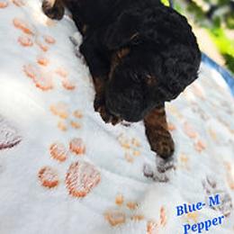 Blue Collar - Black and tan male Cockapoo puppy in Paducah, Kentucky from Cockapoos -N- Poodles of Western Kentucky