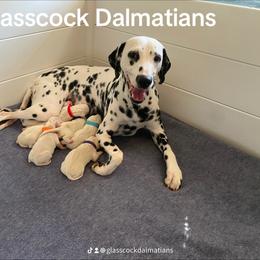 Dalmatian Puppies from Glasscock Dalmatians