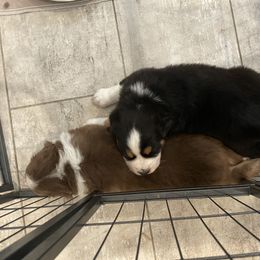 Australian Shepherd Puppies from Happily Ever Aussies