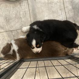 Australian Shepherd Puppies from Happily Ever Aussies