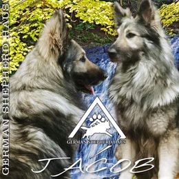 Jacob - German Shepherd