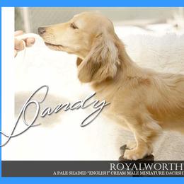 Dandy - Dachshund