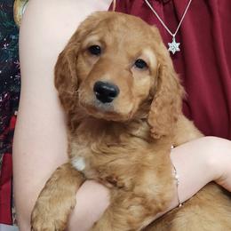 Goldendoodles from Goldendoodles from Goshen Blessings