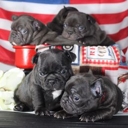 French Bulldogs from Couleur French Bulldogs