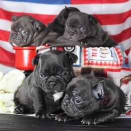 French Bulldogs from Couleur French Bulldogs