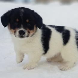 Cow - Black and white male American Corgi puppy in Gouverneur, New York from St. Lawrence Corgis