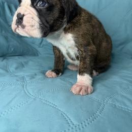 Boxer puppies from L&L Euro Boxers and Small Town Shih Tzus
