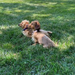 Dachshund All Grown Up from Koser’s Miniature Dachshunds